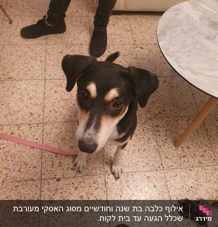 כלב עם רצועה ורגליים של אדם